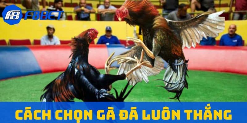 cách chọn gà đá luôn thắng