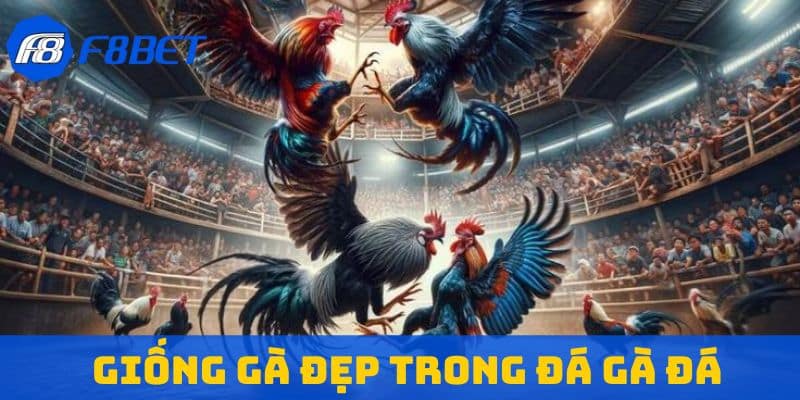 giống gà đẹp