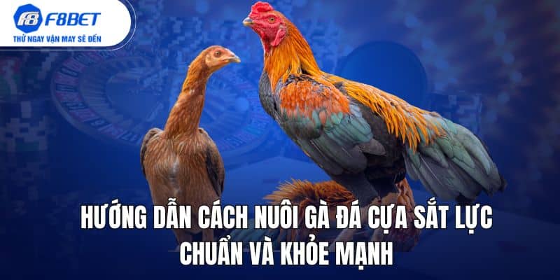 hướng dẫn cách nuôi gà đá cựa sắt lực chuẩn và khỏe mạnh