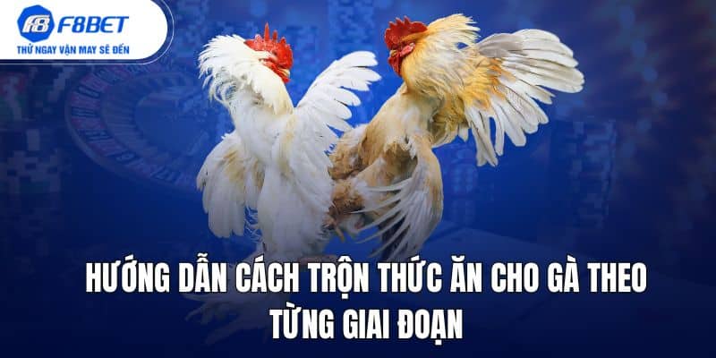 hướng dẫn cách trộn thức ăn cho gà theo từng đoạn