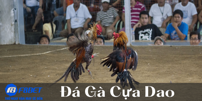 đá gà cựa dao