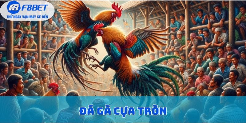 đá gà cựa tròn